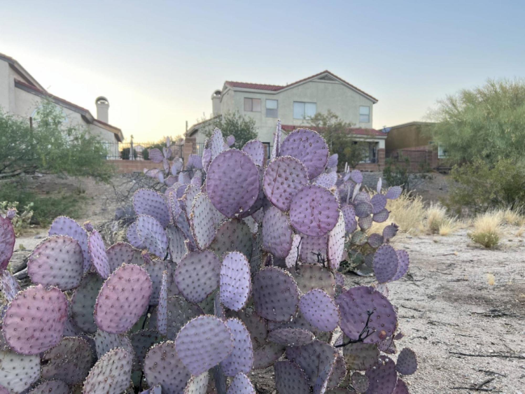 Private Home - Billiards, Mountain Views, Private Desert Access, Hoa Pool & Spa, Bbq, At Lambert Park - Bourbondale Tucson Bagian luar foto