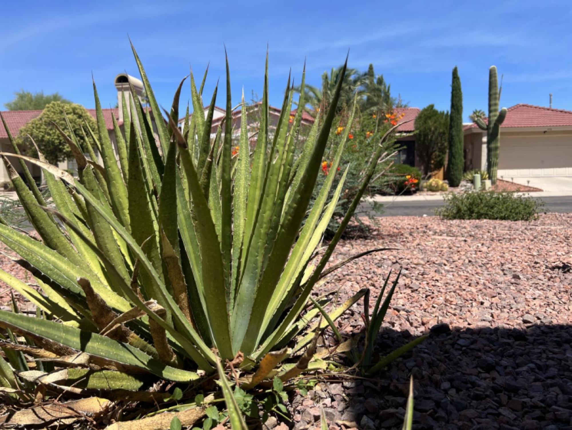 Private Home - Billiards, Mountain Views, Private Desert Access, Hoa Pool & Spa, Bbq, At Lambert Park - Bourbondale Tucson Bagian luar foto